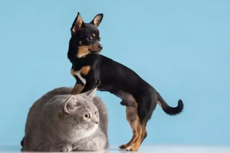 Cubatão (SP) proíbe acorrentar cães e gatos; projeto aguarda sanção