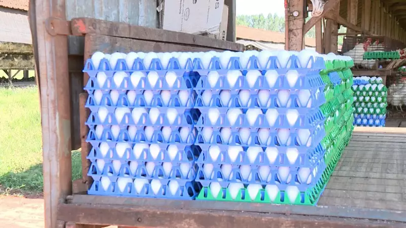 Diferença de preço entre ovos brancos e vermelhos atinge terceira menor marca histórica