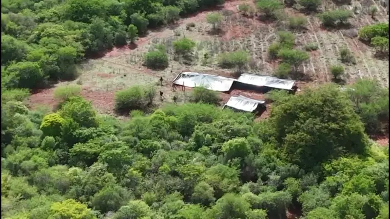 Drone descobre 3 hectares de maconha no norte da Bahia; plantação tinha estrutura complexa