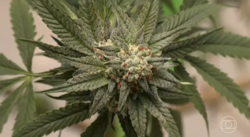 Estudo de Yale revela: genética da curiosidade influencia uso de cannabis