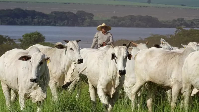 Estudo: Pecuária brasileira pode reduzir emissões de CO2 em até 92,6% até 2050