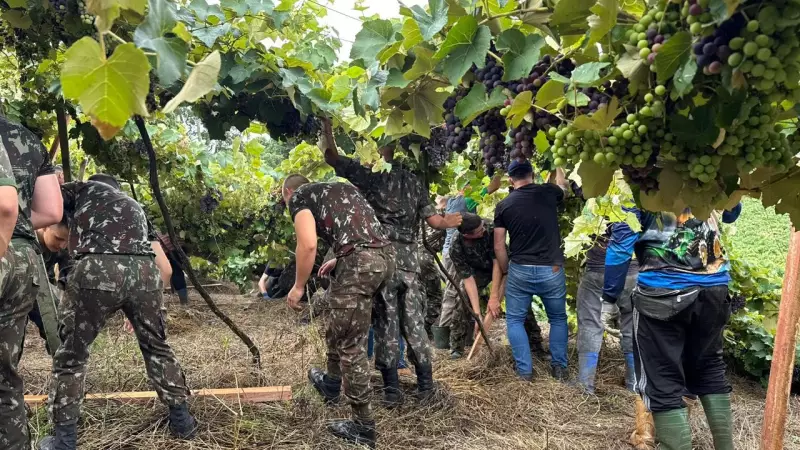Exército e voluntários reerguem parreirais após tempestade na Serra Gaúcha