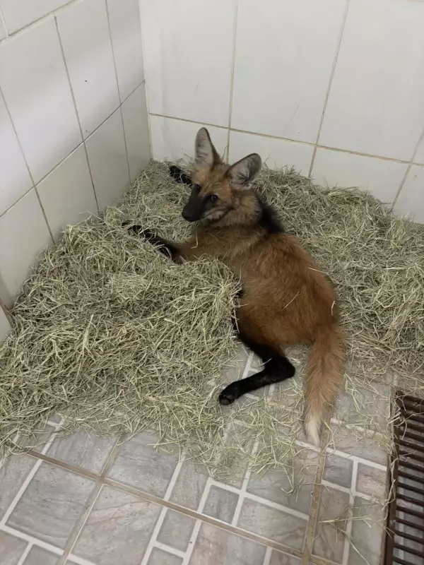 Filhote de lobo-guará atropelada em Juiz de Fora tem fratura na coluna