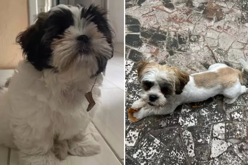 Filhote shih tzu é devolvido após 7 dias em Santos com visual transformado
