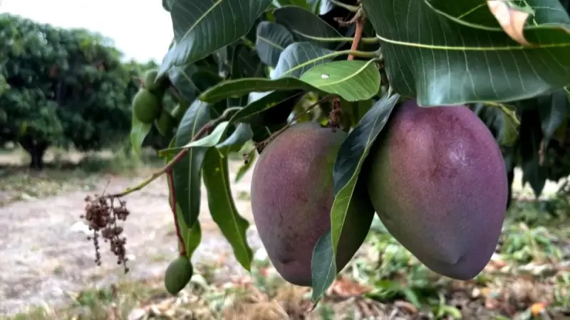 Fim da tarifa de 40% dos EUA reanima exportação de manga pernambucana