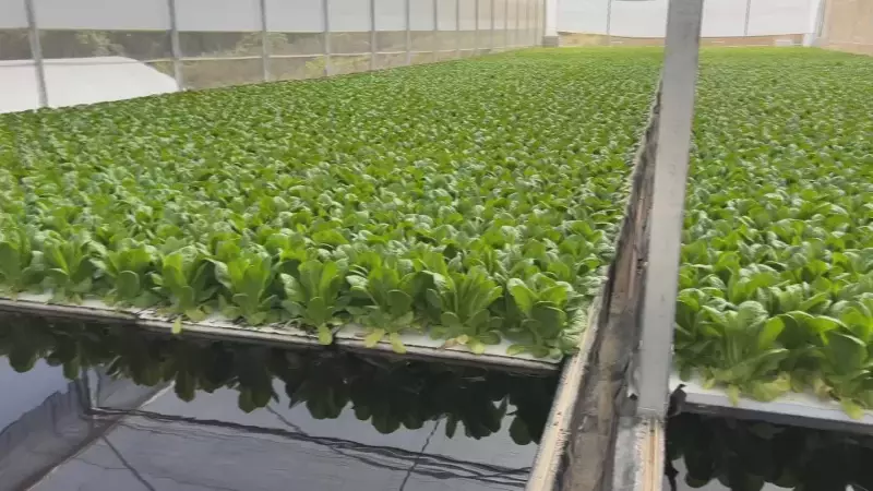 Floating: 47 toneladas de hortaliças colhidas em piscinas gigantes no interior de SP