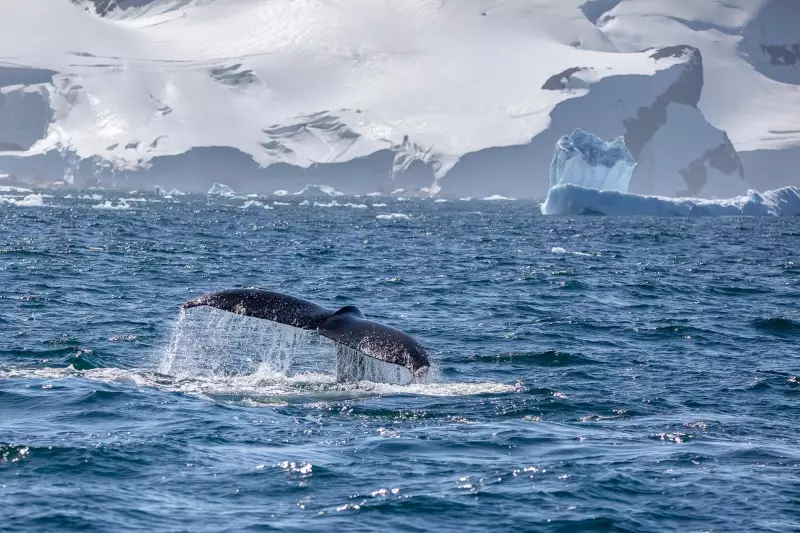 Fotógrafo de SP batiza baleia na Antártica e registra espécies ameaçadas