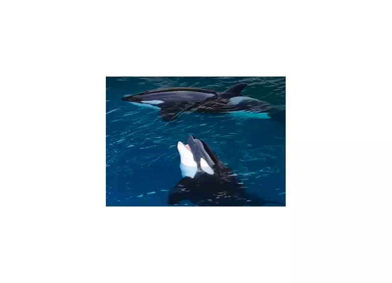 França aprova transferência de orcas para santuário no Canadá em 2026