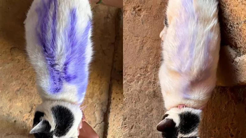 Gata de 7 anos é pichada na porta de casa em Araxá; crime é flagrado por câmeras