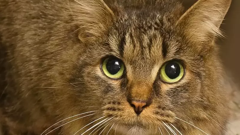 Gata desaparecida no furacão Helene é encontrada 443 dias depois e reencontra família