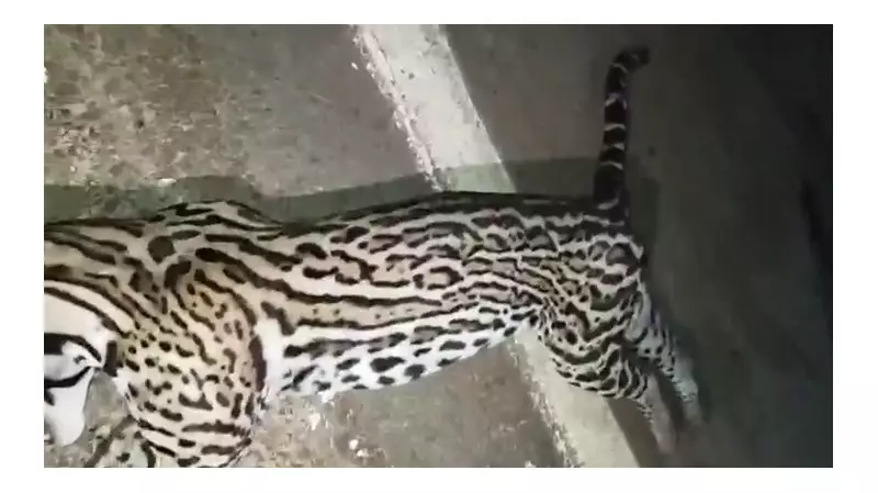 Gato-maracajá raro é atropelado e morto em estrada no Pará