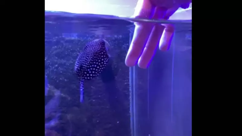 Globi: peixe viraliza com 3 milhões de views ao buscar carinho como um cão