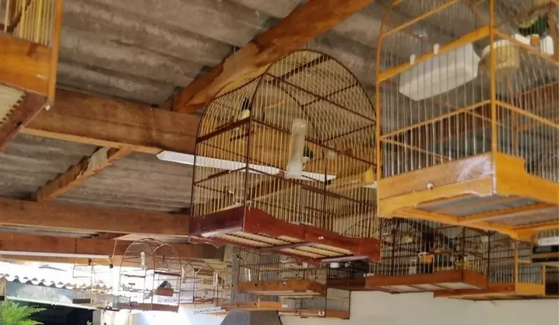 Guarda apreende 55 aves silvestres em garagem de Valinhos; idoso autuado