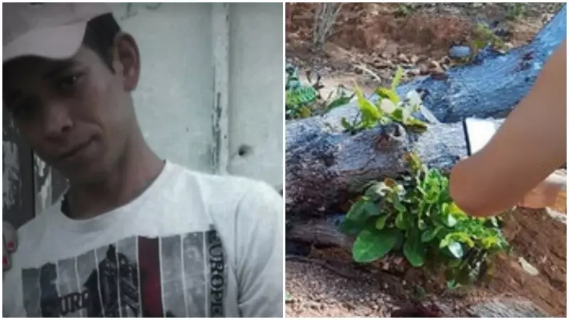 Homem de 34 anos morre esmagado por cajueiro em Meruoca, Ceará