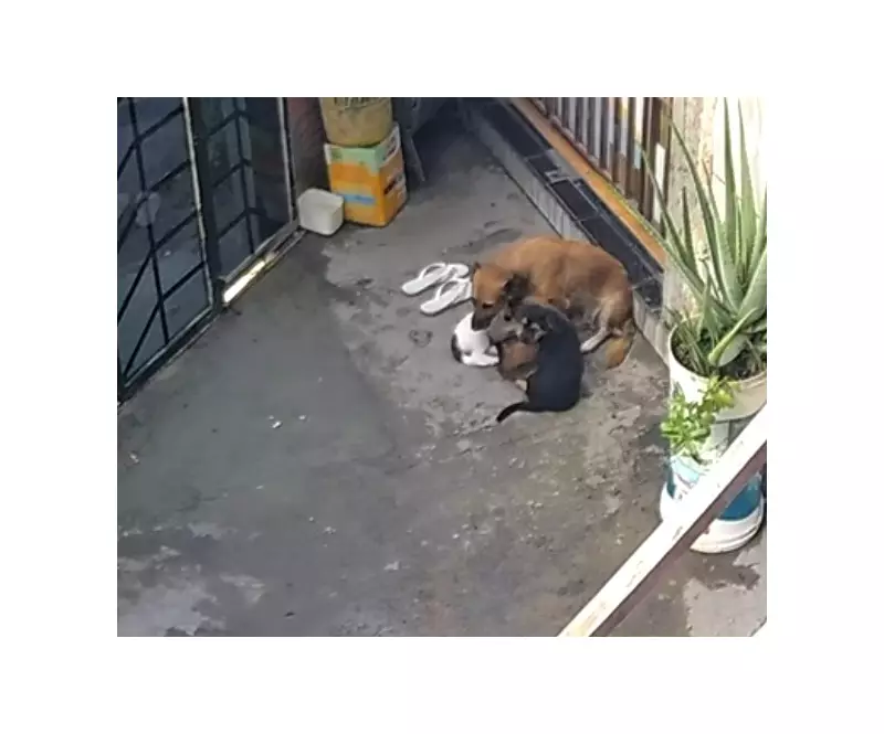 Homem de 37 anos preso por afogar e agredir cães na Zona Leste de Manaus