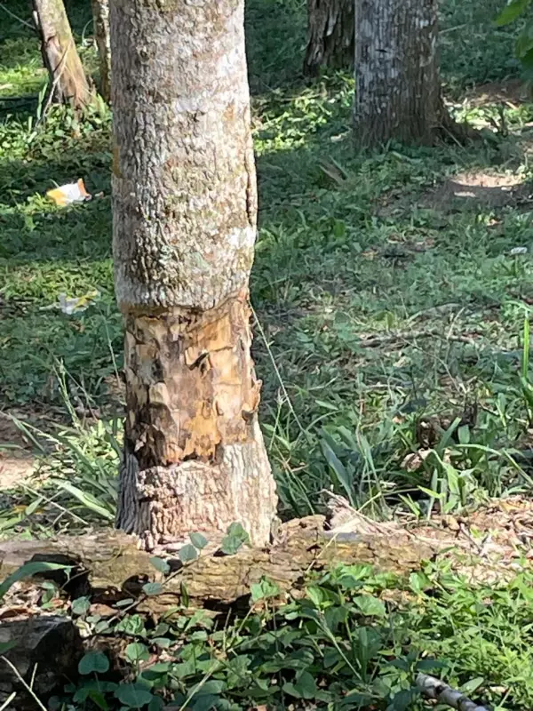 Homem de 44 anos preso por envenenar e derrubar árvores em Piraí