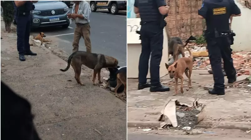 Homem preso em flagrante por agredir filhotes de cachorro em Ibaté