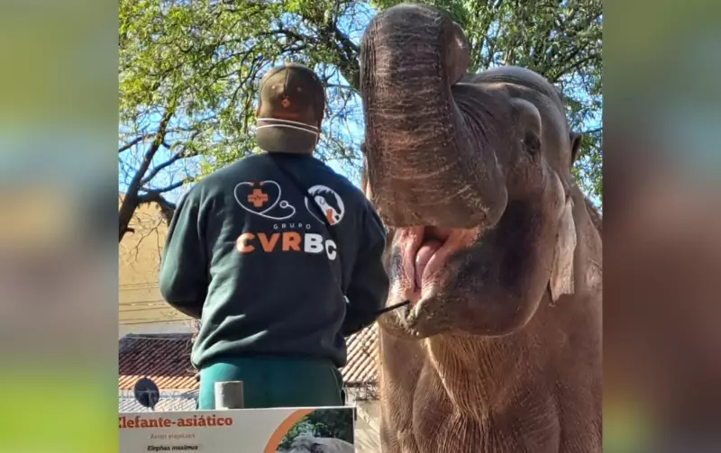 Ibama multa Sorocaba por maus-tratos ao elefante Sandro, há 43 anos no zoo