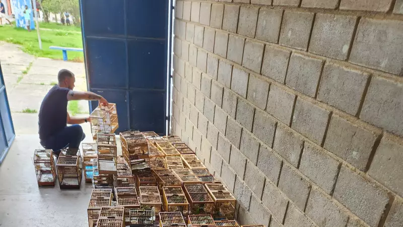 Inema e PM resgatam 106 aves silvestres em evento ilegal de canto na Bahia