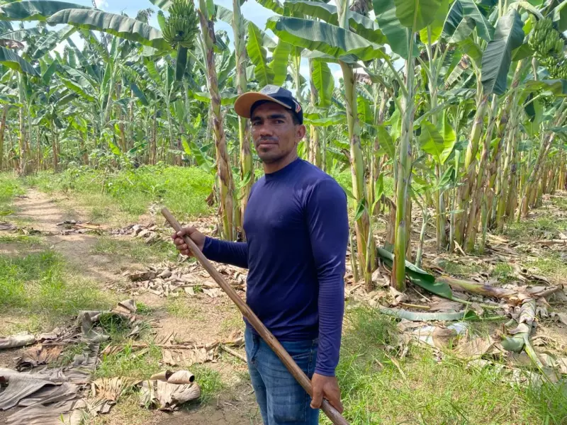 Irrigação faz produção de banana mais que dobrar em Roraima