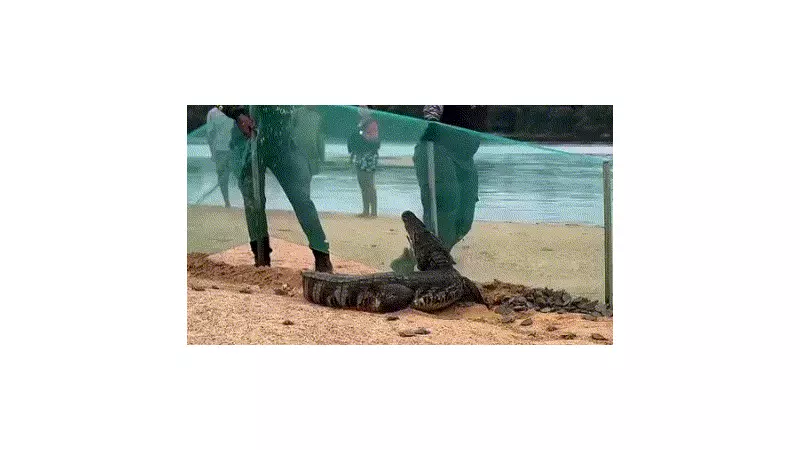 Jacaré invade área de tartarugas e ataca fiscal em Rondônia