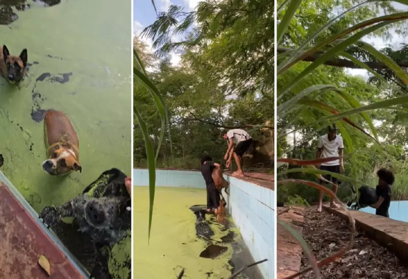 Jovens salvam 3 cães de piscina abandonada em Paraíso do Tocantins