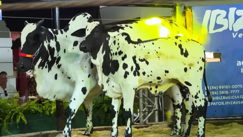 Leilões de gado impulsionam economia rural e otimizam negócios no campo