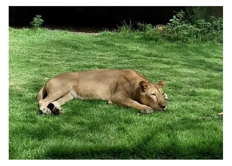 Leoa de 19 anos mata homem que invadiu recinto no zoológico de João Pessoa