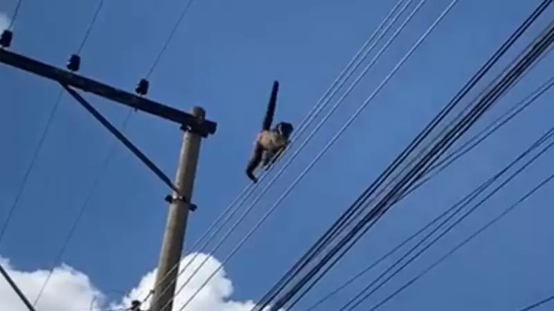 Macaco-prego leva choque elétrico em fios de Penápolis e sobrevive; veja vídeo