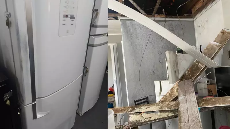 Macacos-prego invadem casas em SC: prejuízos e desespero há mais de 1 ano