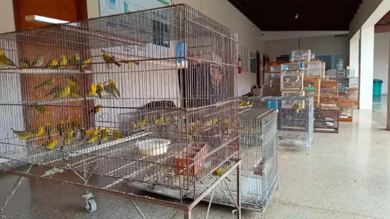 Mais de 300 aves silvestres resgatadas em Uberaba após denúncias de cativeiro irregular