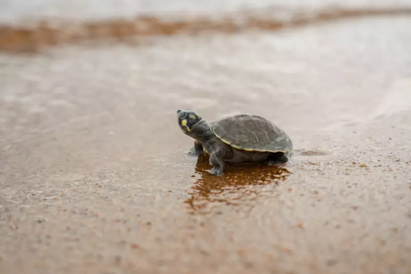 Mais de 3.500 filhotes de tartarugas são soltos no Xingu em espetáculo de conservação