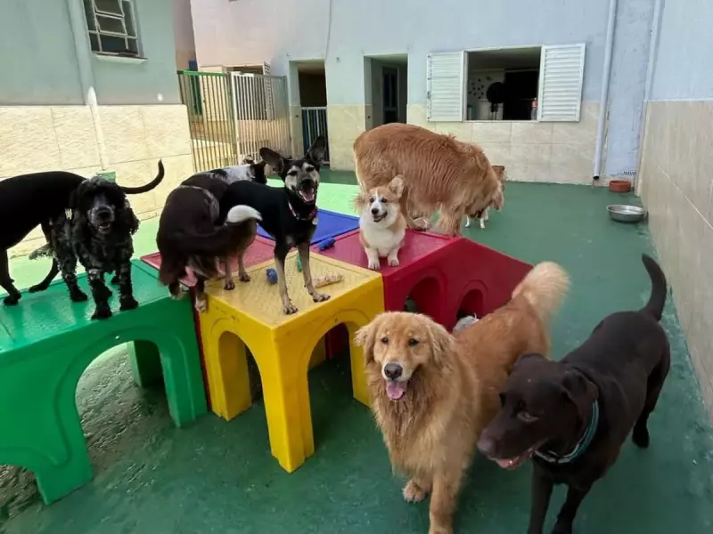 MEIs são 79,6% das creches para cães em Campinas e Piracicaba