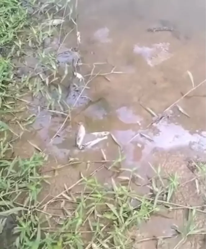 Mortandade de peixes em Itaocara chega ao 5º dia e preocupa moradores