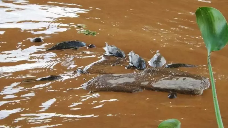 Mortandade de peixes na represa Billings em SP: Cetesb aponta floração de algas