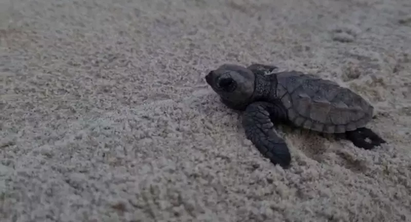 MPRN processa empresa por danos a duna de desova de tartarugas em Cunhaú