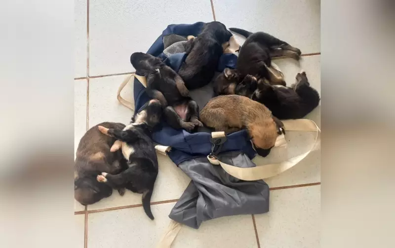 Mulher abandona 7 filhotes e agride servidora em Cerqueira César