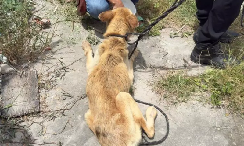 Mulher presa por maus-tratos a cachorro em Feira de Santana