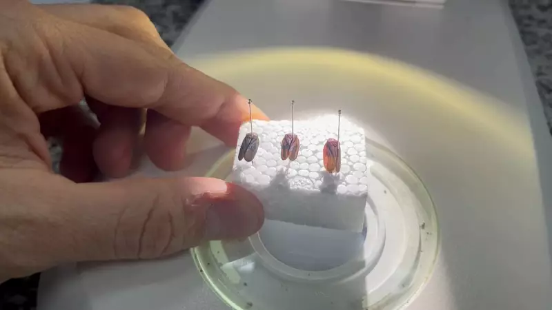 Nova espécie de cigarrinha é identificada por pesquisadores da Unesp