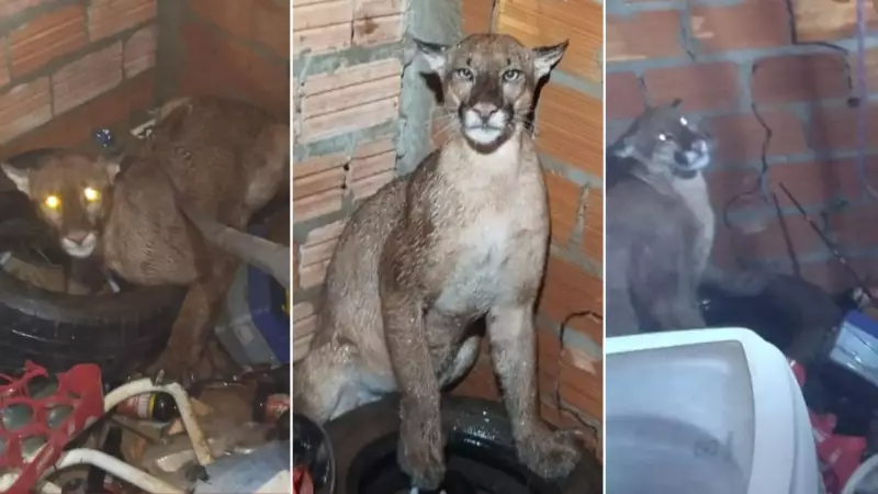 Onça-parda é capturada em lavanderia de casa em Nova Xavantina, MT
