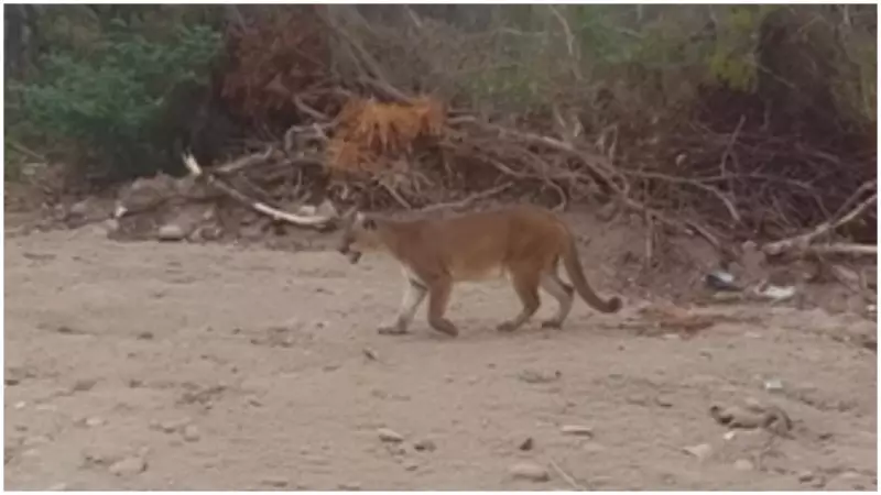 Onça-parda é flagrada em bairro de Frecheirinha, no Ceará