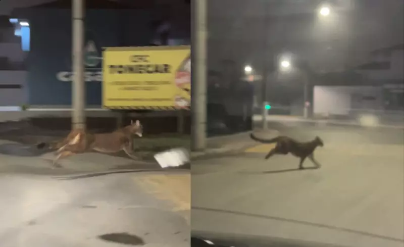 Onça-parda cruza rua em frente a carro no Vale do Itajaí; veja vídeo