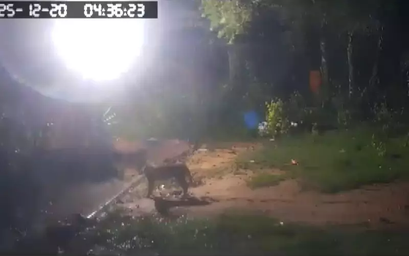 Onça-parda invade sítio e mata mais de 40 galinhas em Pedregulho, SP