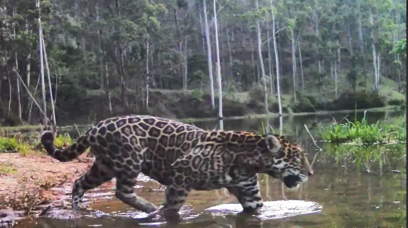 Onça-pintada é flagrada de dia no RJ: 1º registro desde os anos 70