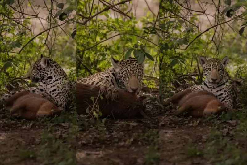 Onça-pintada ataca capivara a metros de carro no Pantanal; filhote brinca