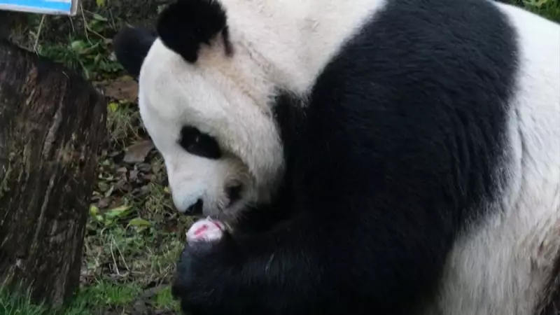 Pandas emprestados à França retornam à China após mais de 10 anos
