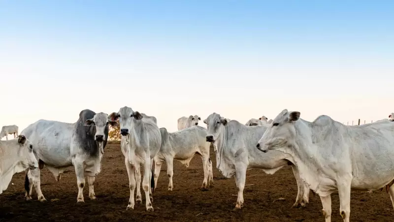 Pará adia rastreamento de gado para 2030 após pressão ruralista