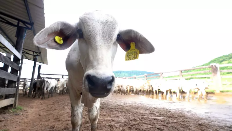 Pará estende prazo para rastreamento de gado com chip até 2030