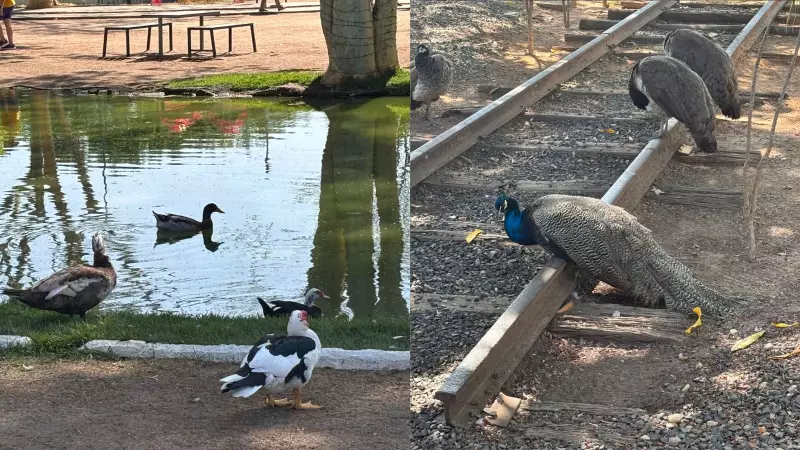 Patos e pavões do Parque da Cidadania em Teresina sofrem com falta de alimentação oficial