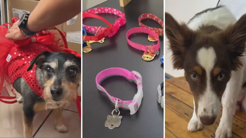 Personalização pet: Negócio de São José do Rio Preto fatura alto e exporta